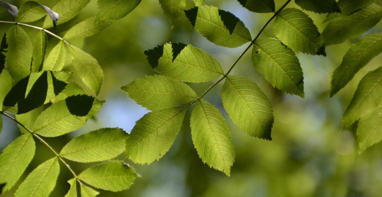 tree, leaves, ash-5206507.jpg